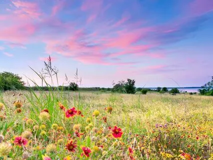 Pure Abundance Yoga Nidra