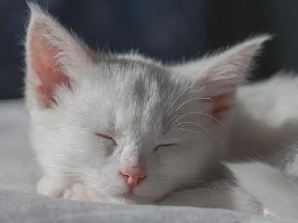 Power Nap With Yoga Nidra