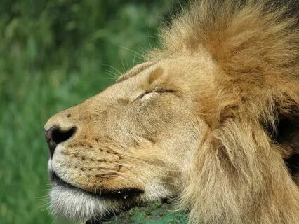 Relax Now Yoga Nidra