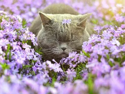 Yoga Nidra: Intuition & Creativity | Vijnanamaya Kosha