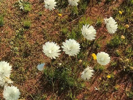 Yoga Nidra: Red Earth Grounding And Healing