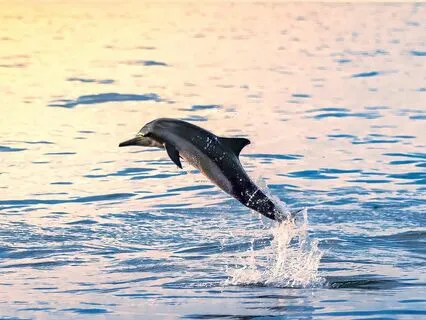 Yoga Nidra Rediscovering Playfulness And Joy