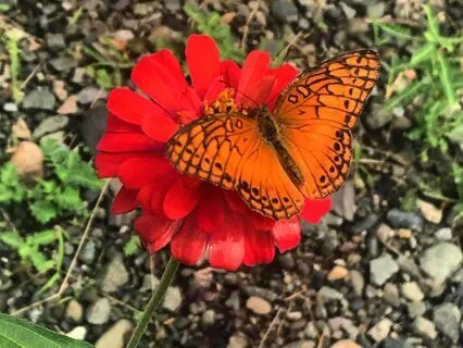 Yoga Nidra + Reiki Meditation