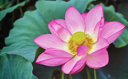 Yoga Nidra: Relax & Reset Your Energy