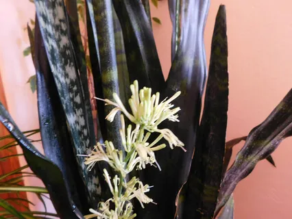 Yoga Nidra Relaxation