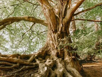 Yoga Nidra | Relaxing Into Deep Trust