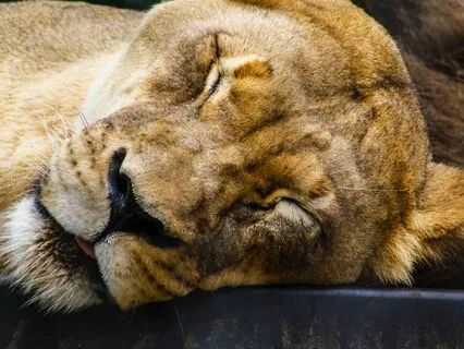 Yoga Nidra Rest And Reset Afternoon Nap