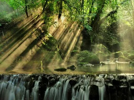 Yoga Nidra - Rest And Restore In The Rainforest