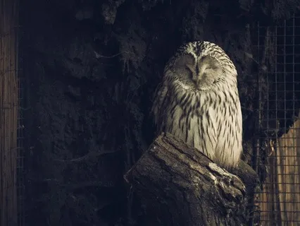 Yoga Nidra Rest Ceremony