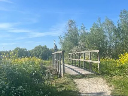 Yoga Nidra Rest In Nature