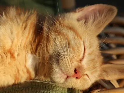 Yoga Nidra For Peaceful Sleep