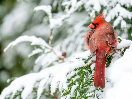 Yoga Nidrā: Resting In The Space Of The Sacred