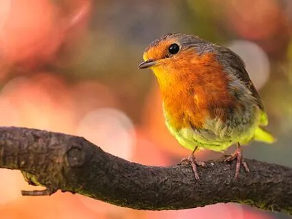 Yoga Nidra: Resting In Your Sacred Heart Centre