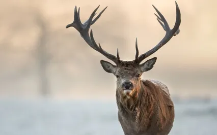 Yoga Nidra - Rewilding Ourselves