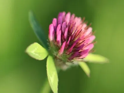 Yoga Nidra: Rooted In Presence