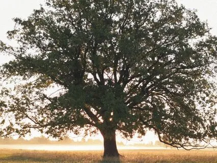 Yoga Nidra - Rooted In Self