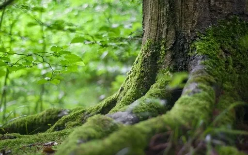 Yoga Nidra Roots Reset