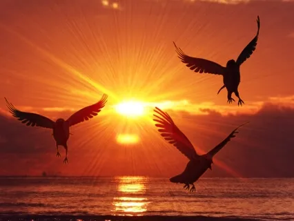 Yoga Nidra - Sankalpa