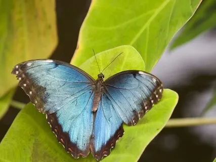 Yoga Nidra Satyananda Lineage