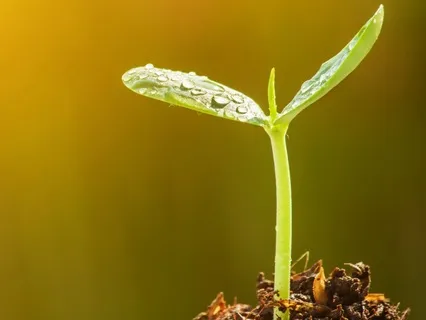 Yoga Nidra - Seeds Of Intention