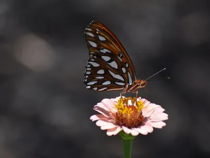 Yoga Nidra: Self-Care - Safe & Sound