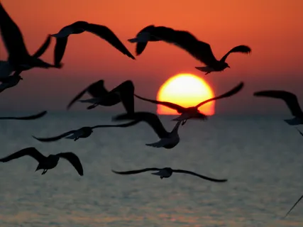 Yoga Nidra - Self-Healing Visualisation