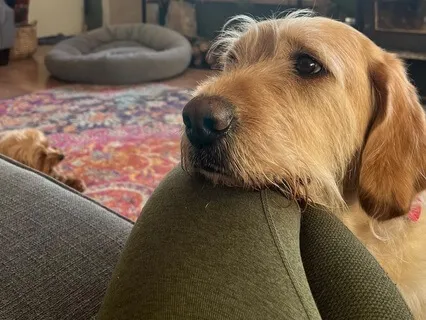 Yoga Nidra Sensation Dials