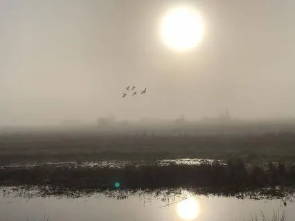 Yoga Nidra - Sensing Sensing Sensing