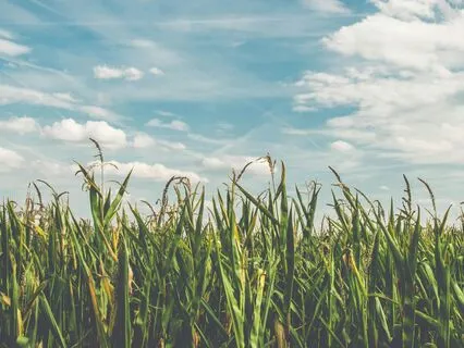 Yoga Nidra Session – Deep Rest & Inner Renewal