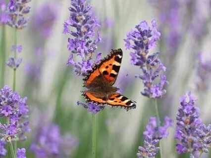 Yoga Nidra: Settling The Nervous System