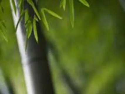 Nada Nidra Shakuhatchi Sound Scape