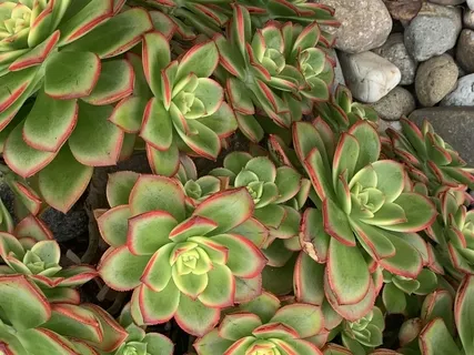 Yoga Nidra - Shaman's Tea In The Jungle