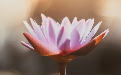 Yoga Nidra - Shavayatra