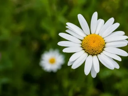 Yoga Nidra: Shift & Find Ease