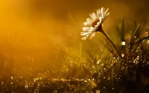 Yoga Nidra - Självläkning