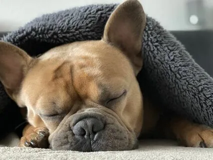 Yoga Nidra - Sleep Deeply Now