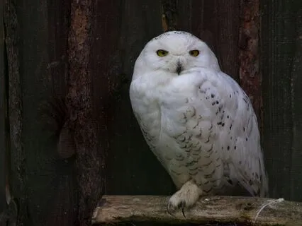 Yoga Nidra Sleep Story- Owl Wisdom