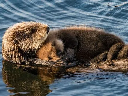 Yoga Nidra Sleep: River Of Love