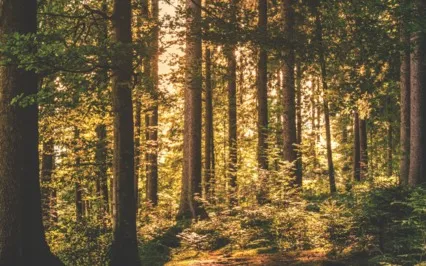 Yoga Nidra | Slow Down