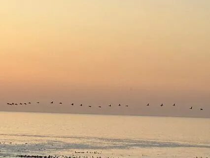 Yoga Nidra Softening Into Ease