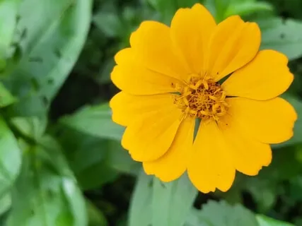 Yoga Nidra - Solar Plexus (Short Practice)