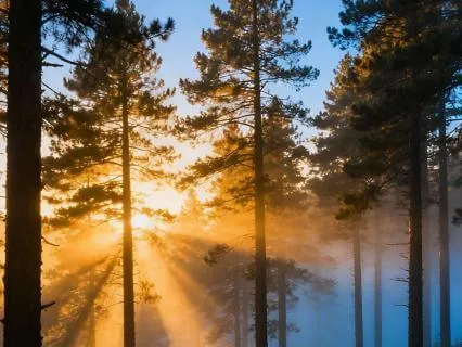 Yoga Nidra For Sleep (8 Hour) – Soothing Wind