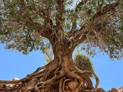 Yoga Nidra Soundbath