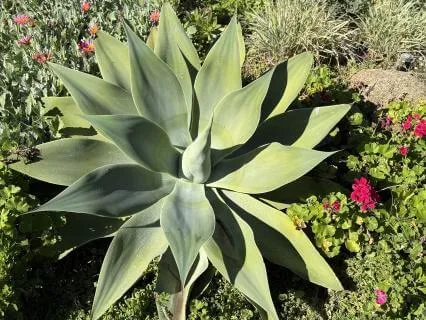 Yoga Nidra: Spring Reset