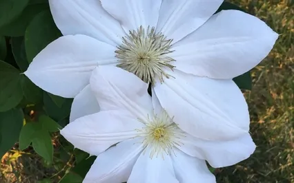 Yoga Nidra: Star Journey