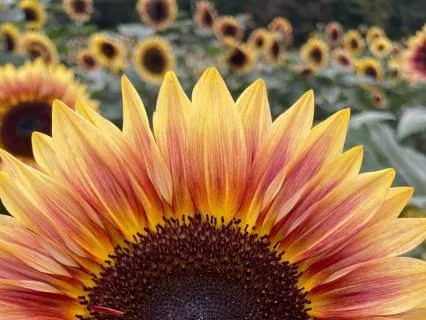 Yoga Nidra: Summer Bloom