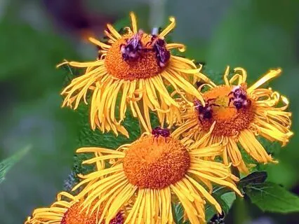 Yoga Nidra: Summer Visualizations