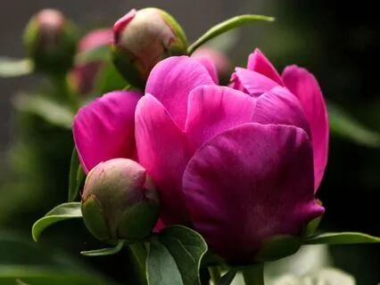 Yoga Nidra Talk: Resting In Your Sacred Heart Centre