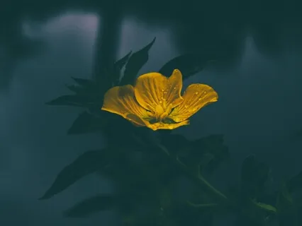 Yoga Nidra - The Enchanted Garden