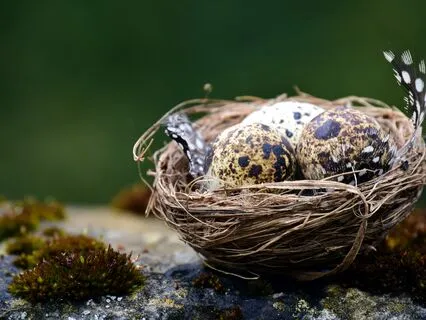 Yoga Nidra ~ The Great Nest Of Being